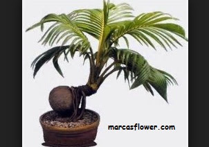 Harga Bonsai Kelapa Terbaru 2018 2019