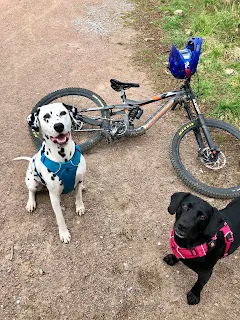 dalmatian smiling with springador and downhill bike with harness on