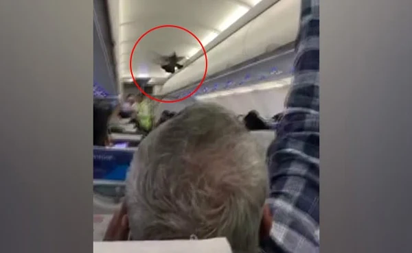 Watch: Pigeons Fly Inside GoAir Plane, Passengers Try To Catch Them,New Delhi, News, Humor, Passengers, Video, Jaipur, Ahmedabad, Flight, Business, National.