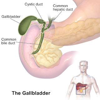 Gallbladder %2528organ%2529