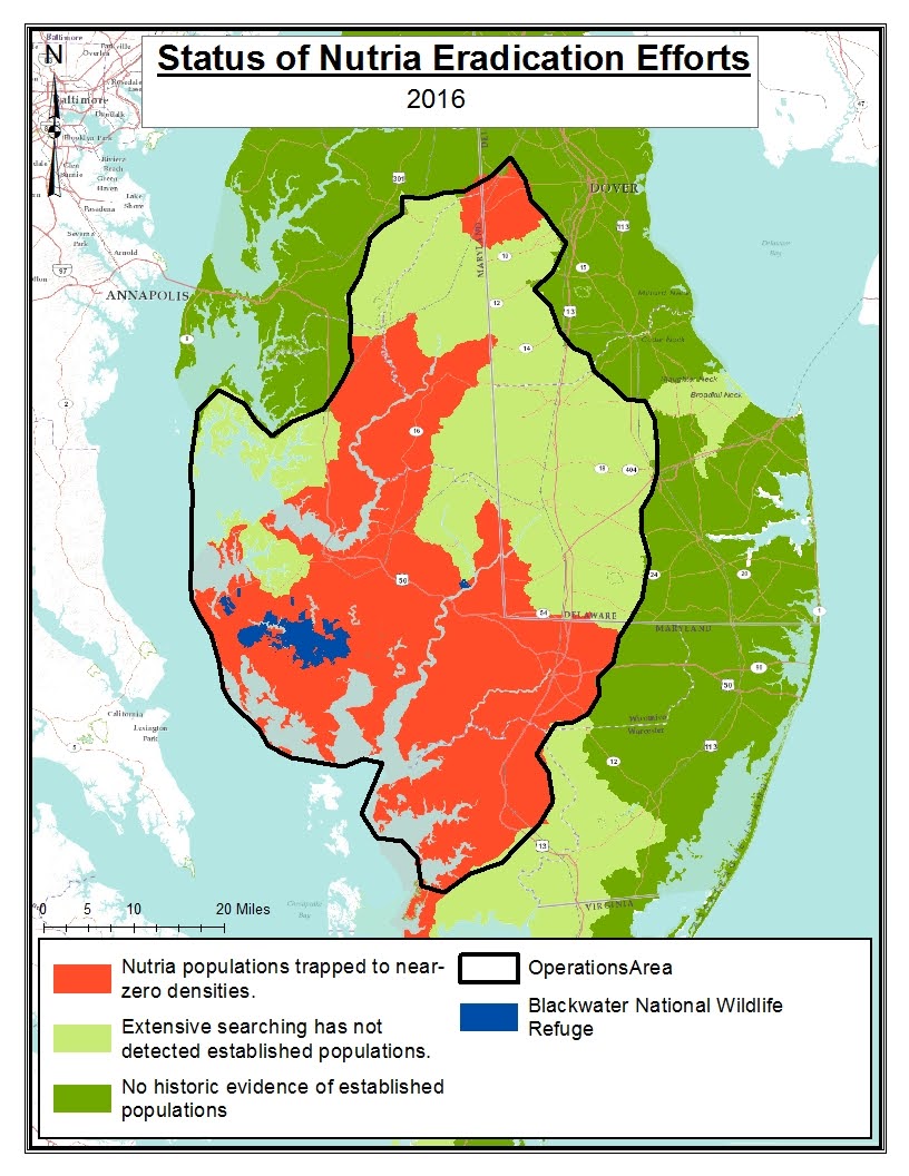 Terrierman's Daily Dose Getting Rid of Nutria in Maryland