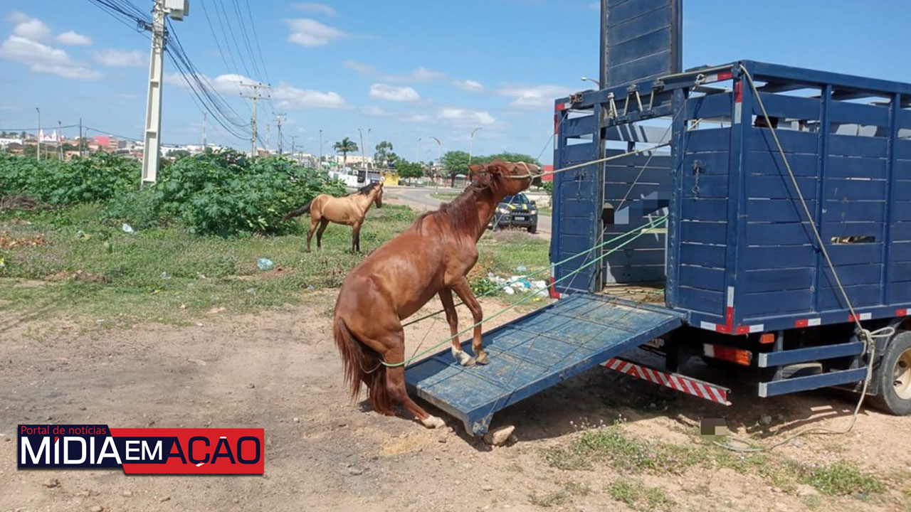 Operação da PRF recolheu animais soltos em rodovias do Sertão de PE