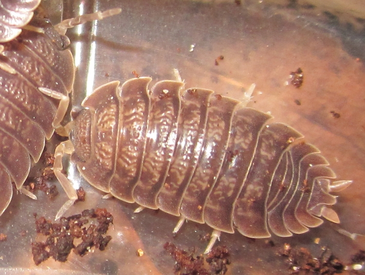 Hisserdude's Isopods P.diliatus%25232