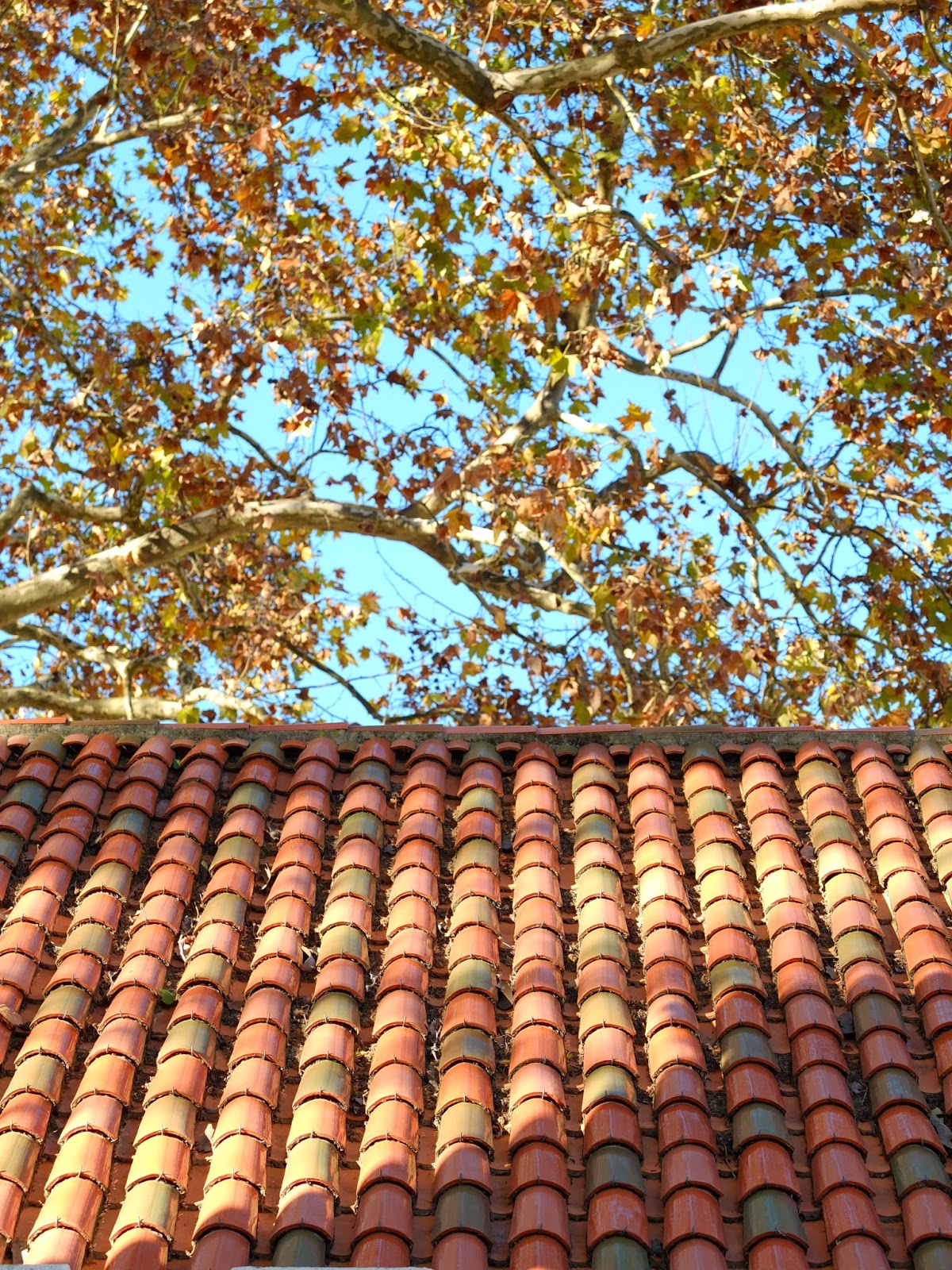 Nos meus alfarrábios Fala, Amendoeira*