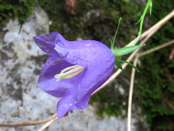 Dzwonek okrągłolistny (Campanula rotundifolia) dzwonek