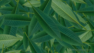 Fresh Frangipani Green Leaves Stacked Into Pattern Texture Background
