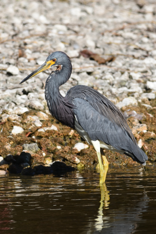 Birding Adventures Of Dave Dereamus