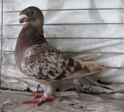 show homer pigeons - hen pigeons