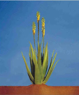 Flori Aloe Vera - Aloe Barbadensis Miller