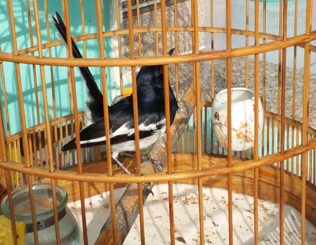 Cám chim hót,chim đá,khoáng chất cho chim. | Diễn đàn Nông nghiệp Việt Nam