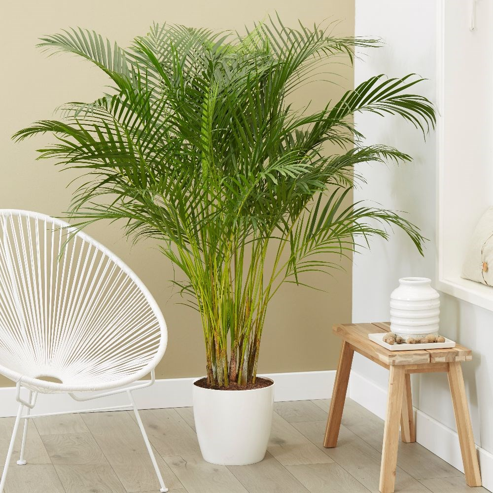 Top 5 Air Purifying Indoor Plants By NASA Plants Universe