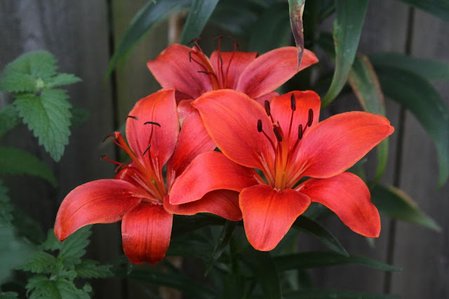 summer, garden, lilies, Anne Butera, My Giant Strawberry