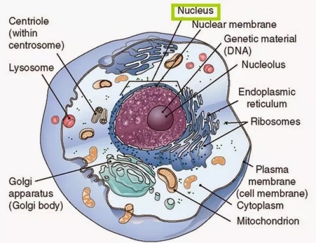 Biologi Gonzaga Latihan Soal Biologi Kelas Xi Ipa