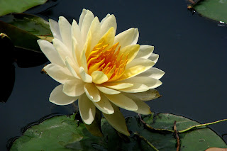 Lotus Flower HD wallpapers