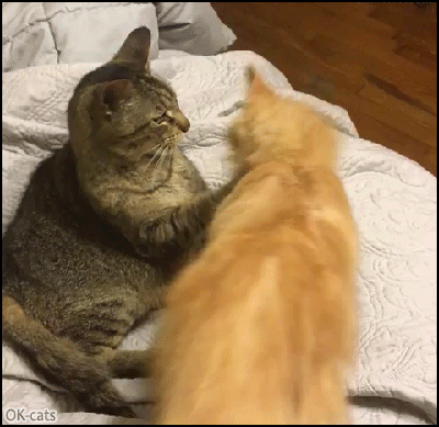 Funny Cat GIF • When Bae says: “Stop now, that's enough for today“ Funny Cat GIF • When Bae says: “Stop now, that's enough for today“