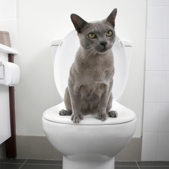 The Best Guide To Educate Your Pets Training Your Cat To Use Toilet
