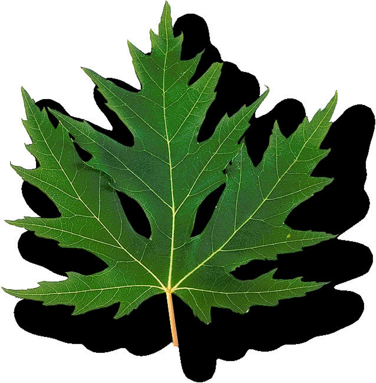 Восемь листиков. Лист 150х150х8. Leaf 8 палок. Collect Leafs. Leaves collection