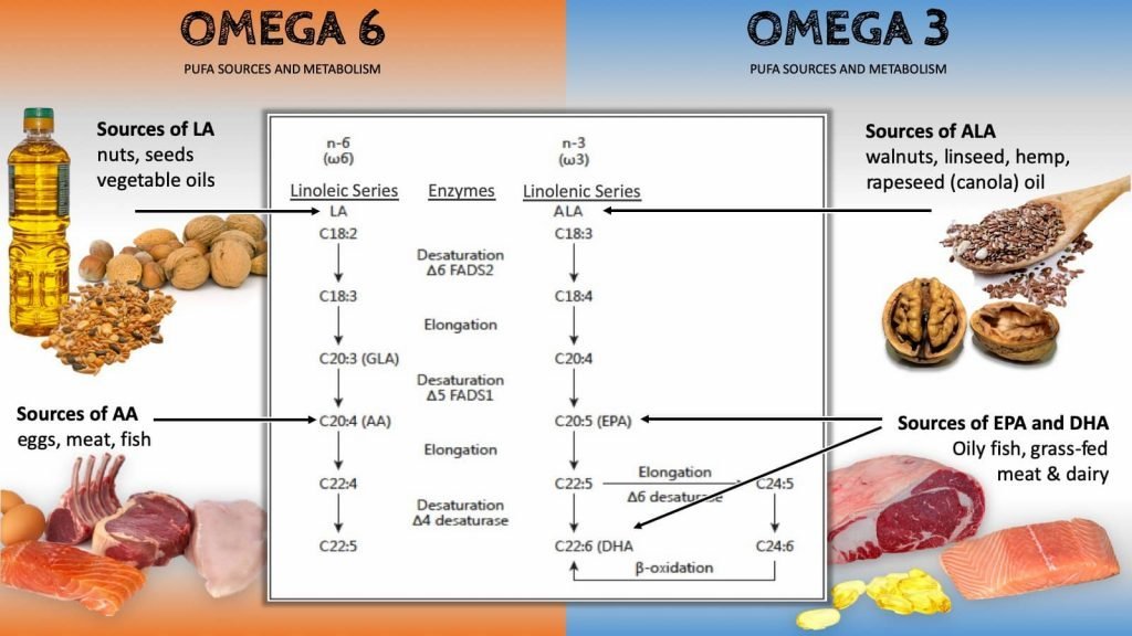 Melhore o seu equilíbrio entre Ômega6 e Ômega3 Estilo de Vida Carnívoro
