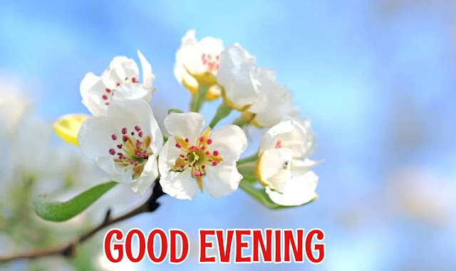 good evening flowers good evening flowers
