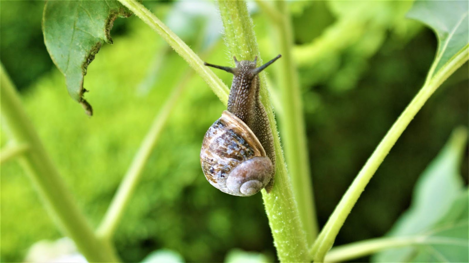 Moments, frozen in time ♡ SNAIL EATING SUNFLOWER