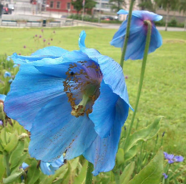 Blå valmuesøster blomstrer i en park i Tromsø