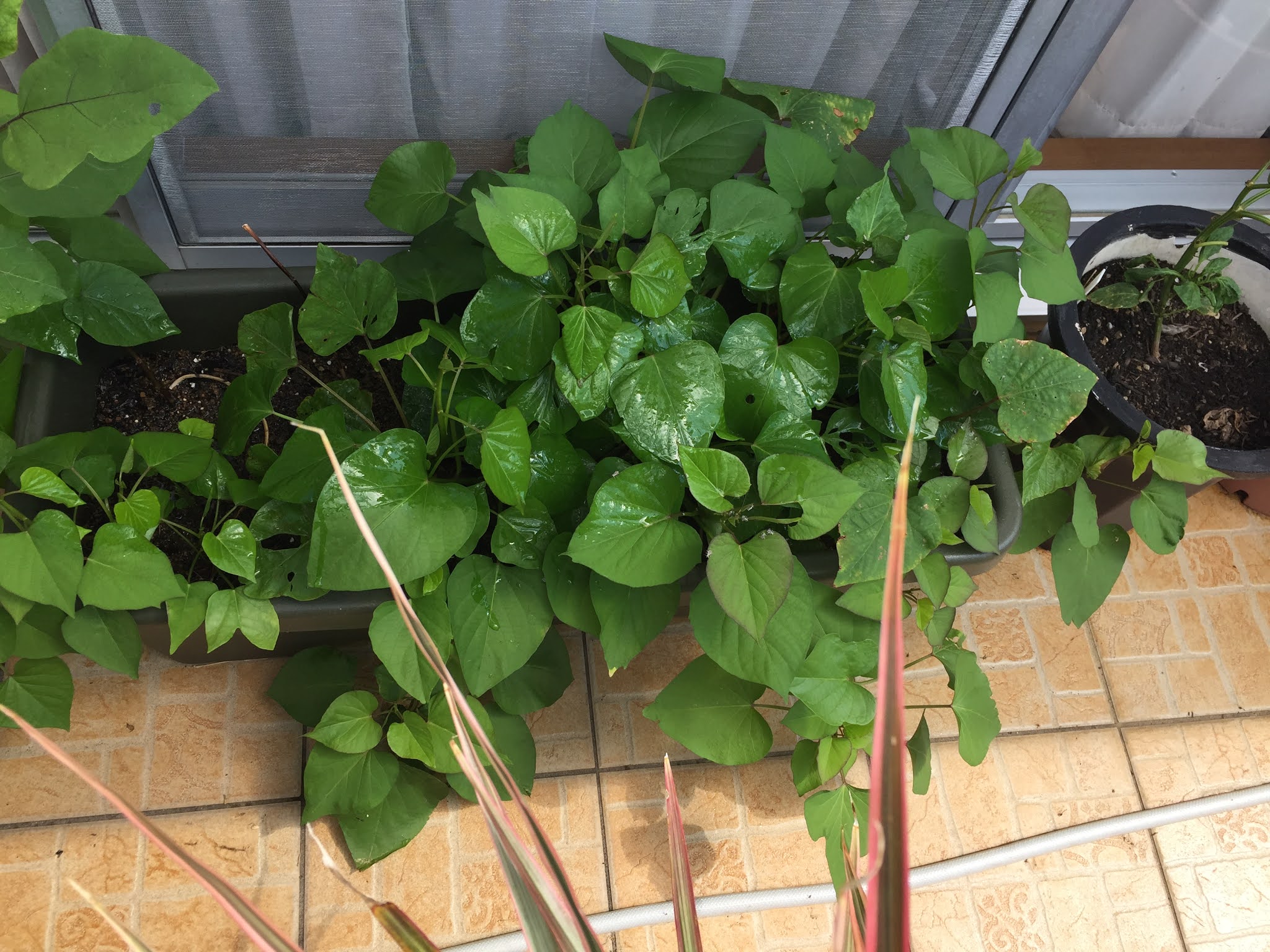 Okinawa Gardener Japanese Sweet Potato (Purple Satsumaimo)