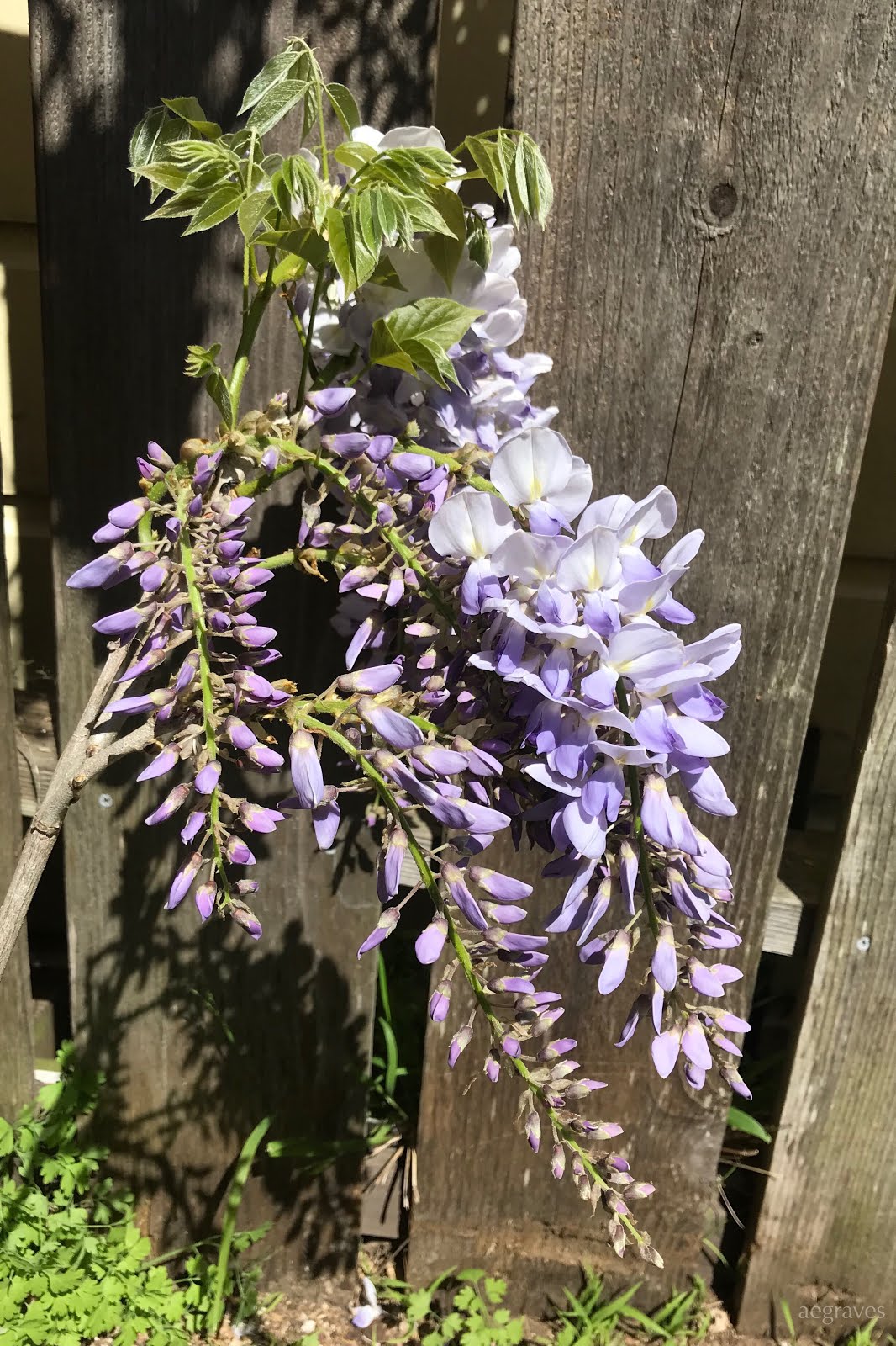 Mobilelene Wisteria, new growth