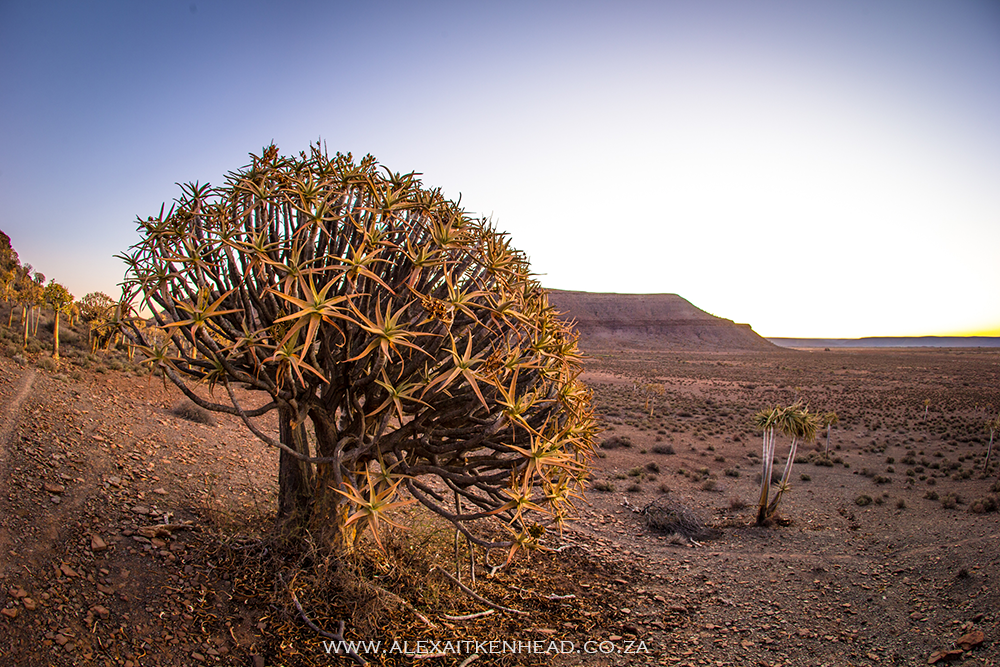 Gannabos, Quiver tree forest, Nieuwoudtville, Alex Aitkenhead, South Africa, Northern Cape, West Coast Flowers, Bulb Capital of the world, Aloe Dichotoma, Star Trails, Celestial Photography, African sunset, African Desert, Star Photography,  Samsung Note 10, Canon