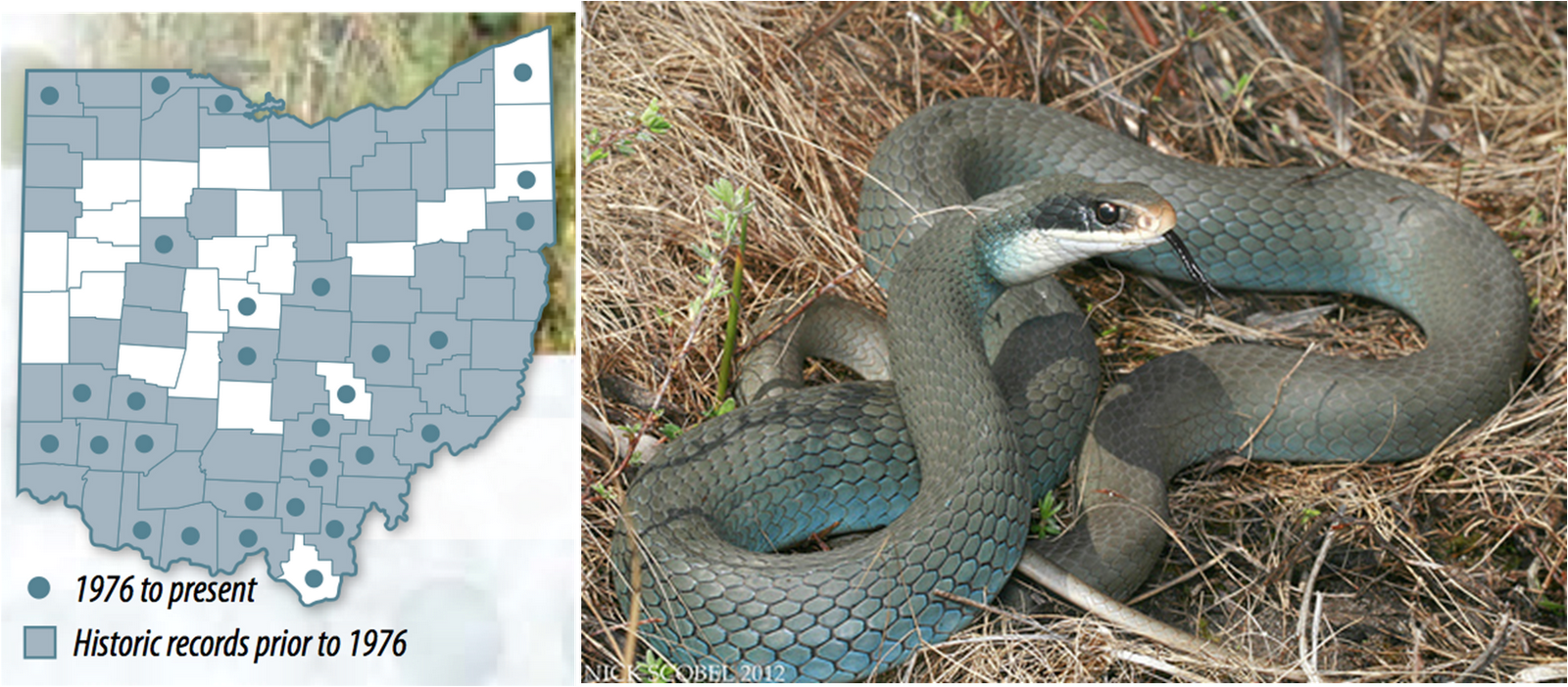 Biology of the Reptilia: Reptiles of Ohio