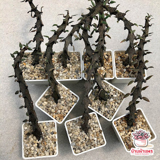 ไม้อวบน้ำ เซโรพีเจีย มังกรดำ Ceropegia bosseri