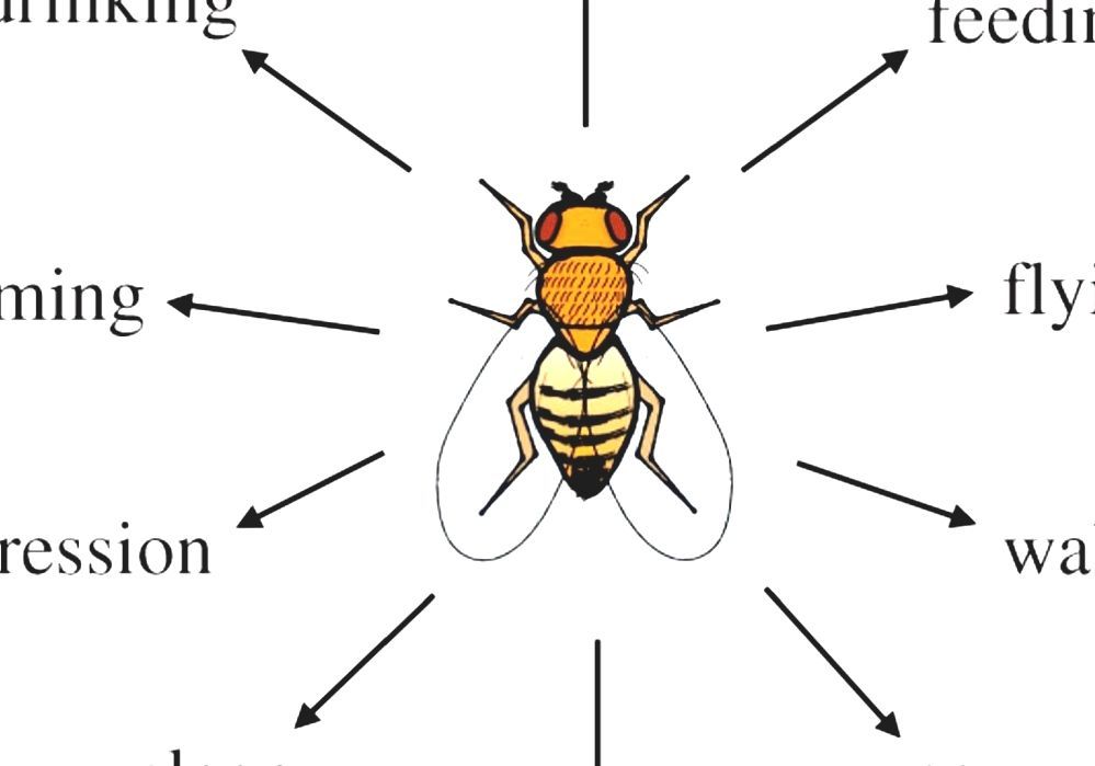 Drosophila Fruit Fly Diet