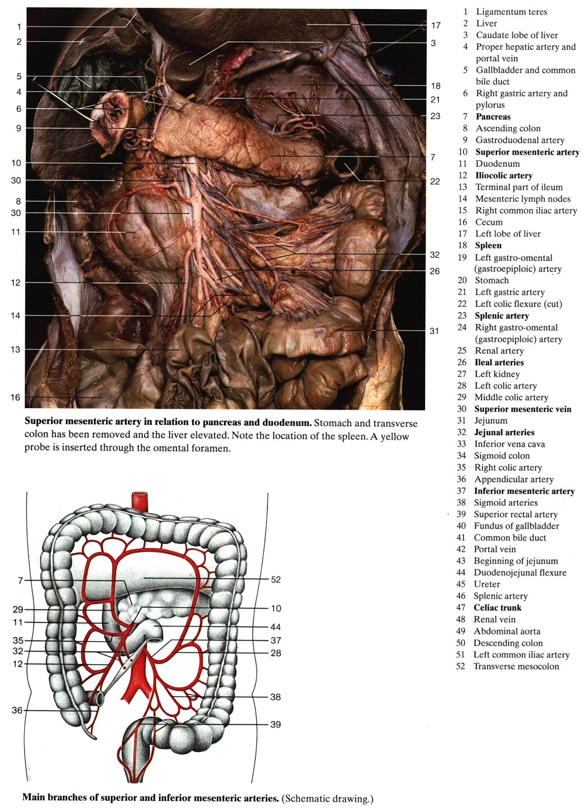 И других органов брюшной полости. Анатомия брюшной полости человека схема. Схема расположения органов брюшной полости. Анатомия внутренних органов брюшной полости мужчины. Атлас анатомии человека брюшная полость.