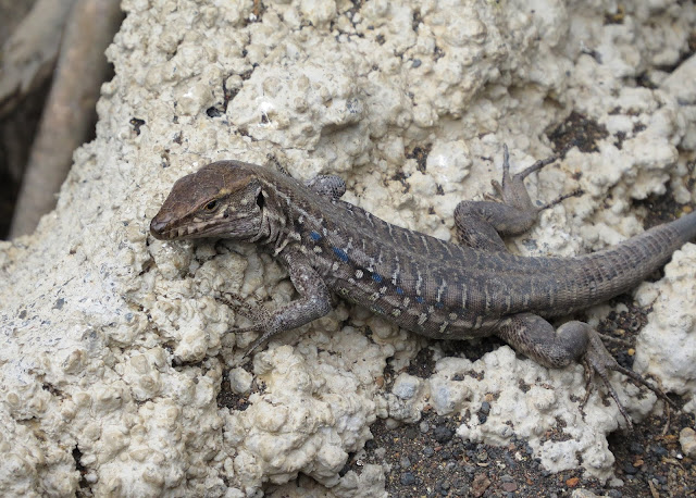 West Canaries Lizard - Punta de Teno, Tenerife West Canaries Lizard - Punta de Teno, Tenerife