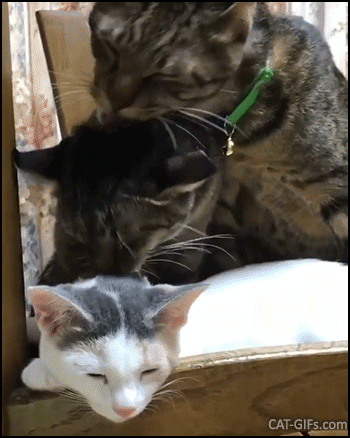 Funny Cat GIF • Family bath time. 2 cats grooming other cat and other kitten in sync Funny Cat GIF • Family bath time. 2 cats grooming other cat and other kitten in sync