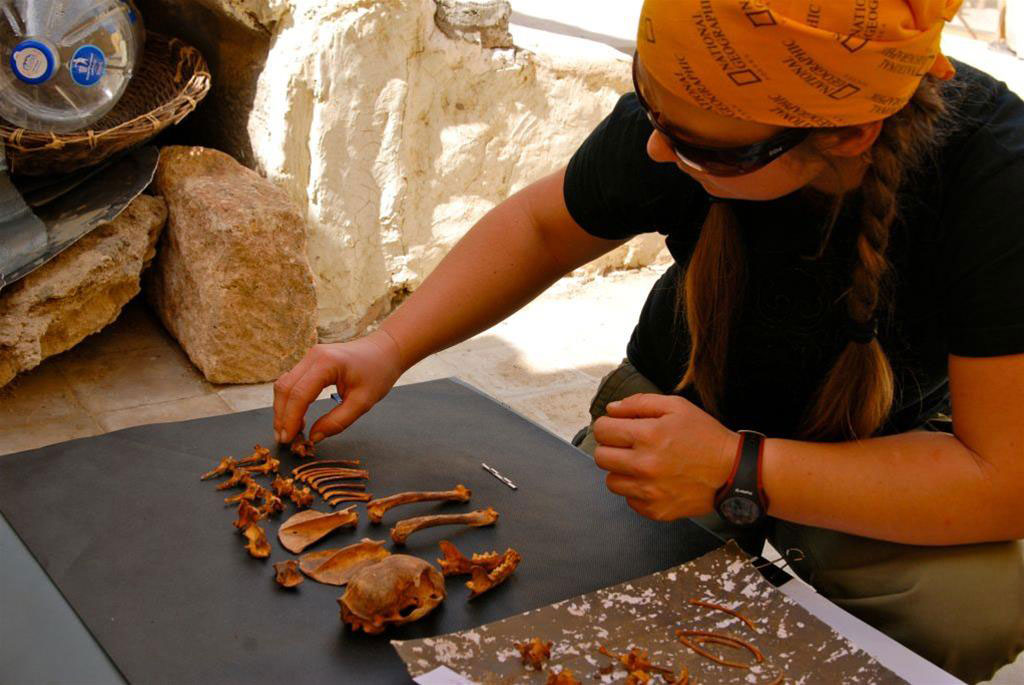 2,000 year old pet cemetery discovered in Egypt The Archaeology News