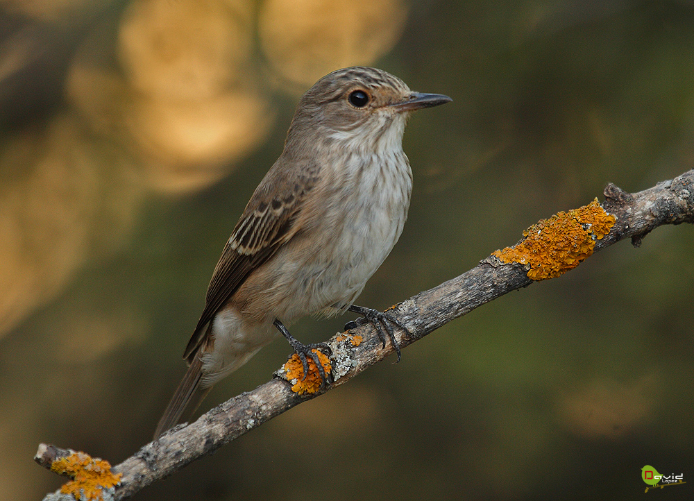 Papamoscas gris (Muscicapa striata )