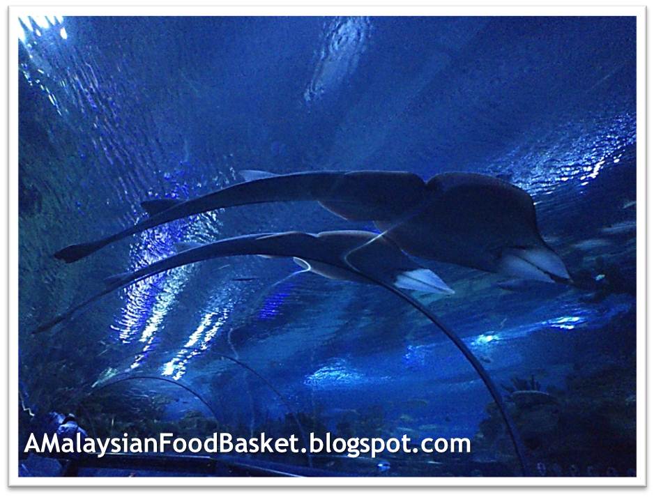 A Wandering Foodie A dive into Aquaria, KLCC The blue side of Level 2