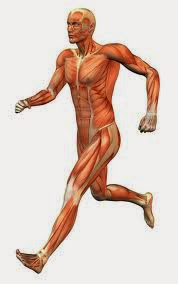 مفهوم القدرة العضلية