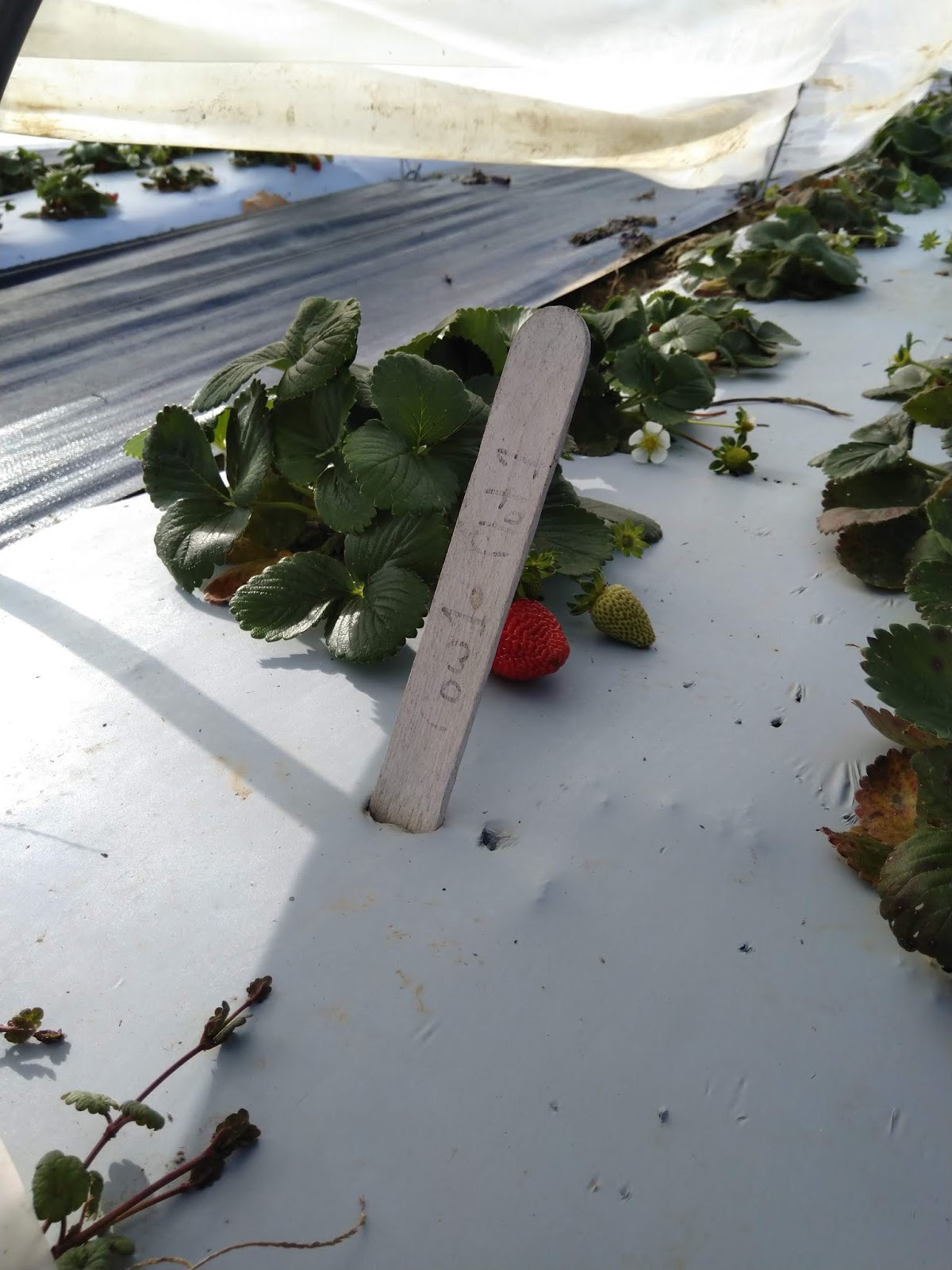 Want to Try Day Neutral Strawberries?