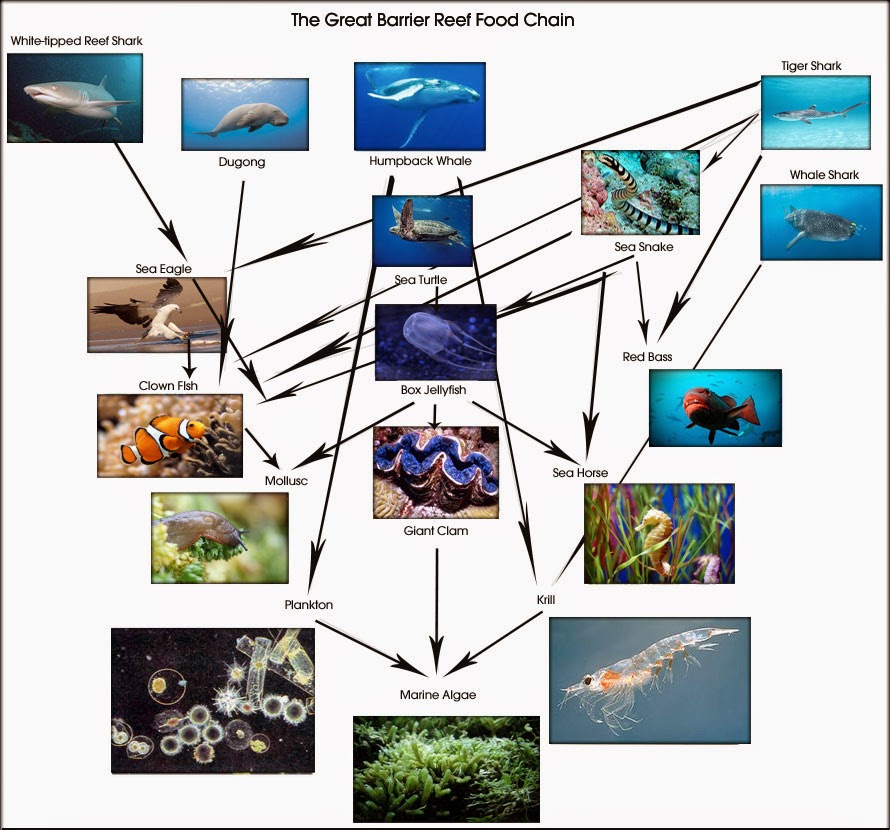 Coral Reef Food Chain Diagram