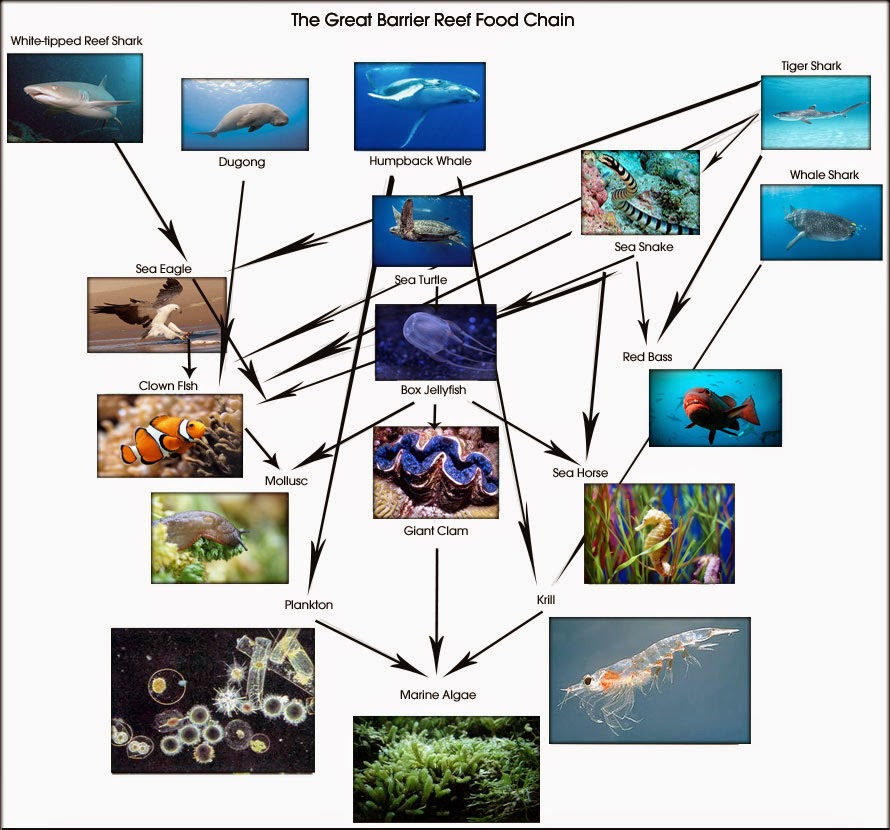 Coral Reef Food Web Diagram