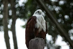 taman burung tmii jakarta