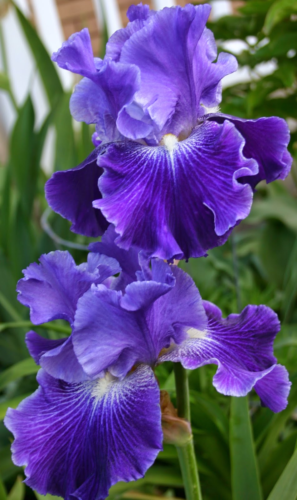World Of Irises Talking Irises THE BLUE IRIS GARDEN Planting A 