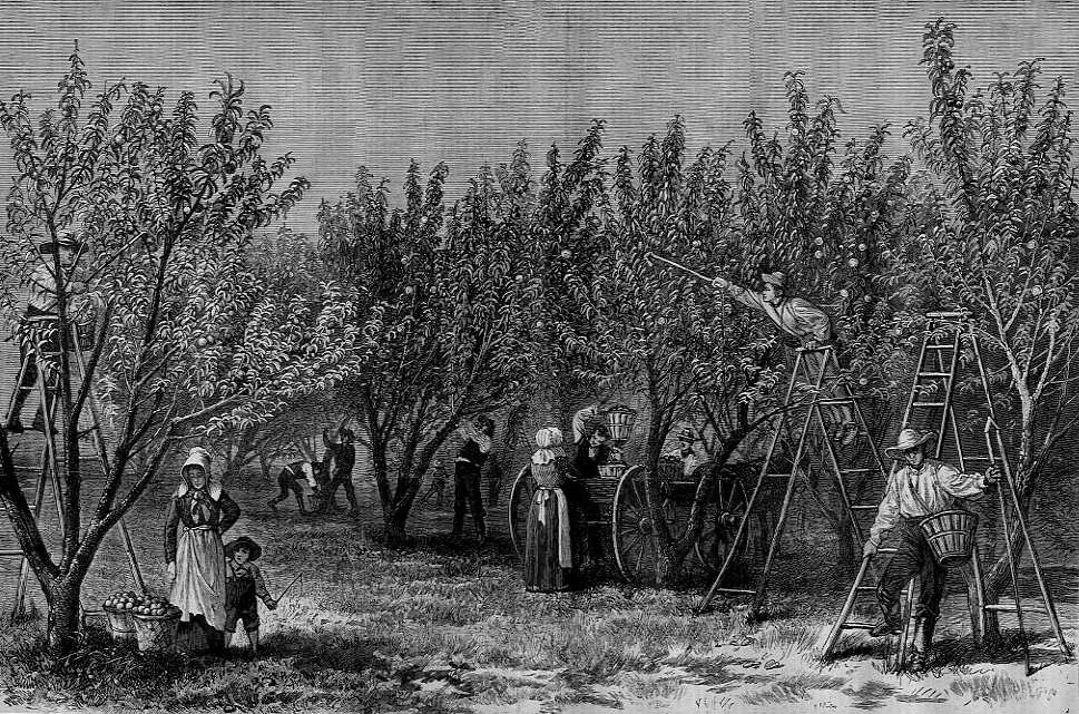 Researching Food History Peach Picking, Peach Houses, Peach Pickles