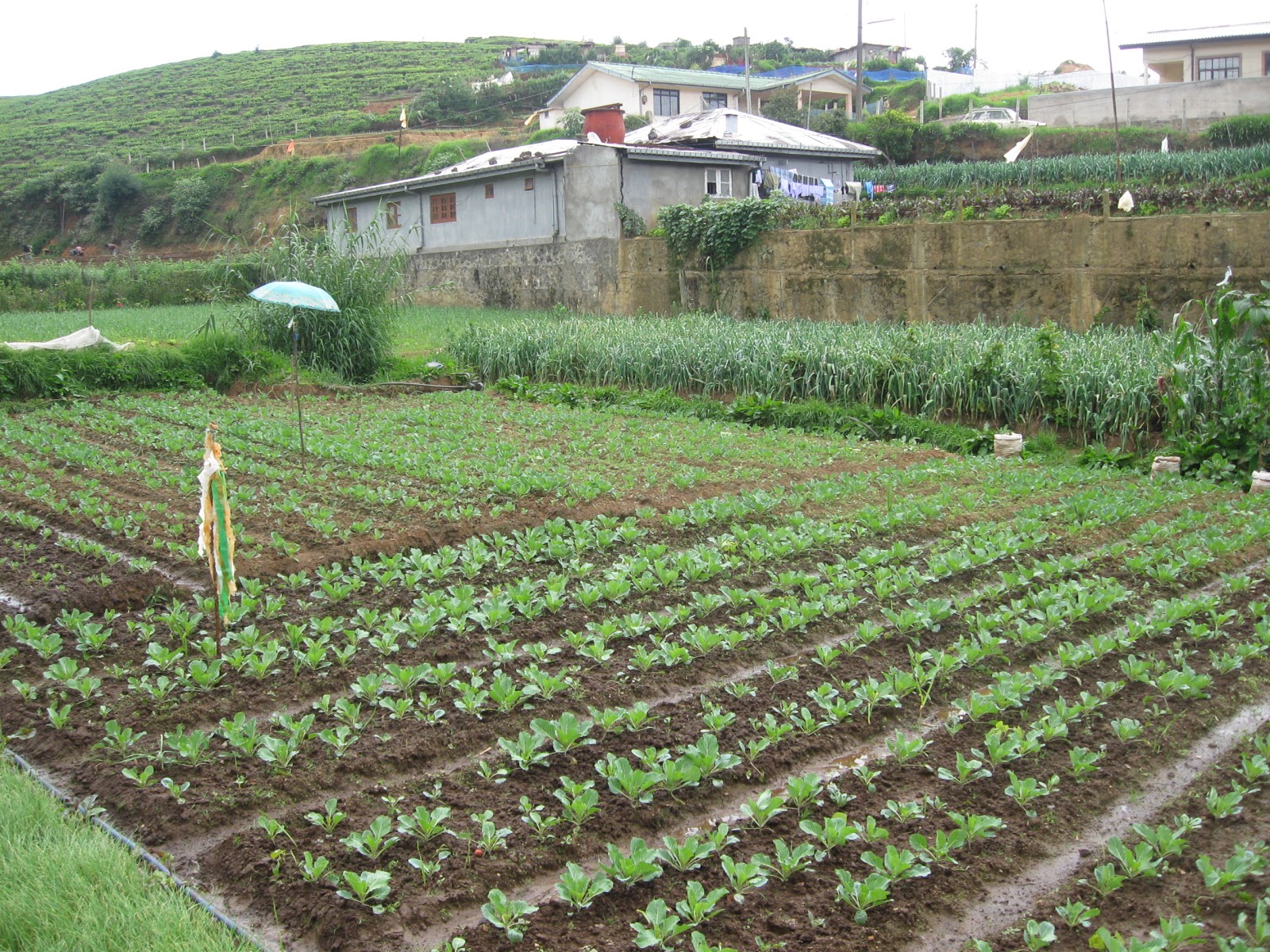 Adventures in Sri Lanka Research in Nuwara Eliya