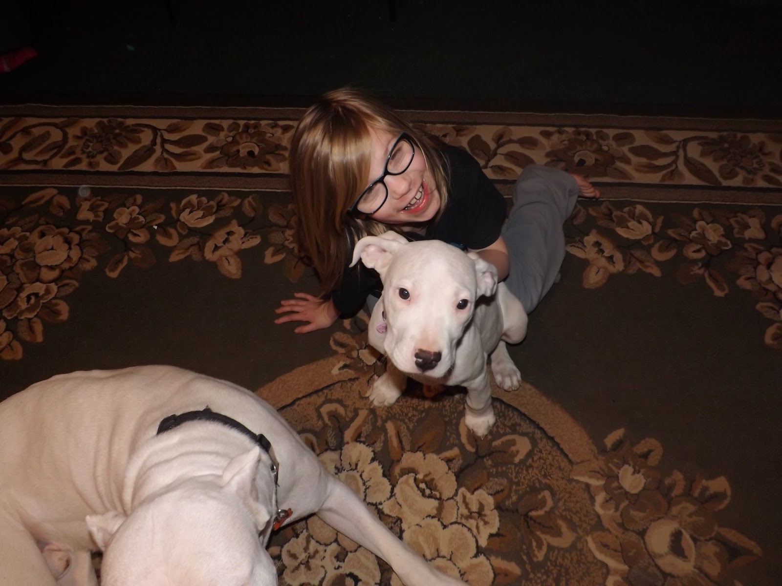 Yo Amo Dogos aka Yo Amor Dogos: Dogo Argentino Ear Cropping! Little Rosie