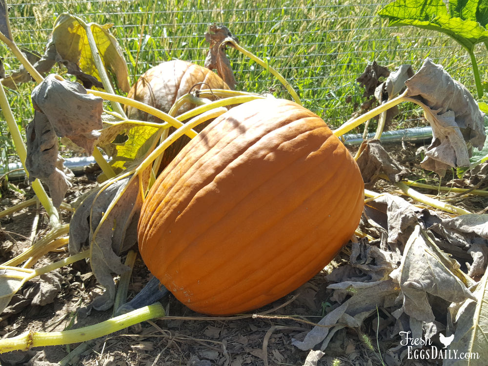 Can Ducks Eat Peas? Fresh Eggs Daily® with Lisa Steele