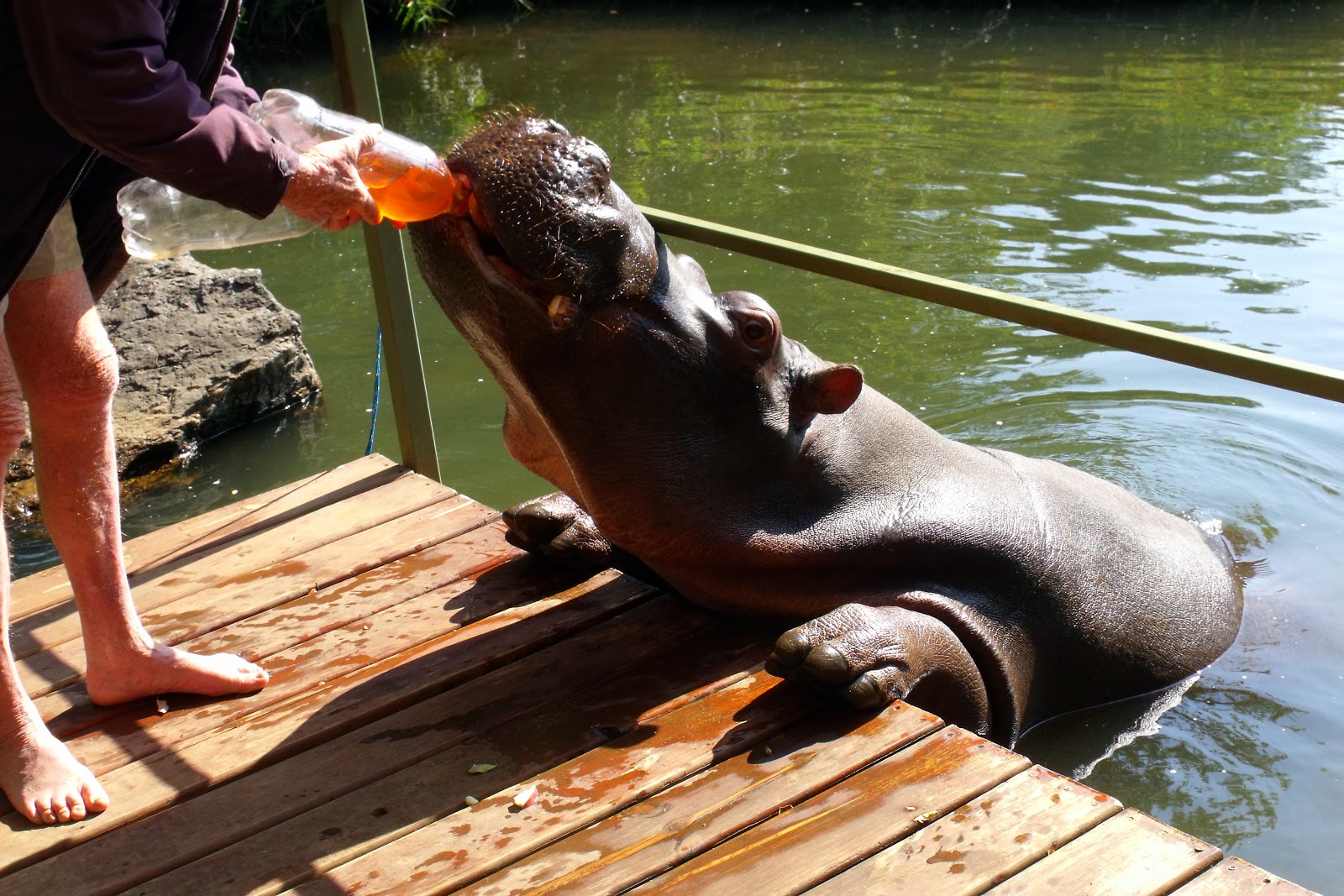 Hungry, Hungry Hippo! 