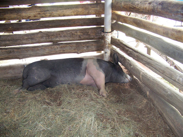 Oreo, a 350 pound sow