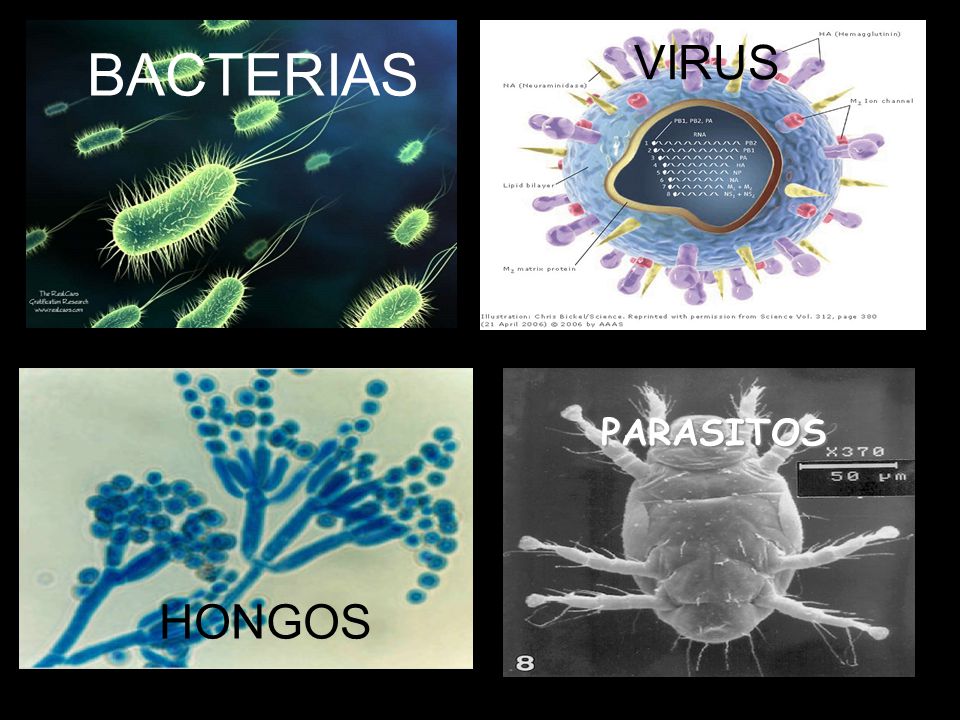 Virus, Hongos, Bacterias y Parasitos